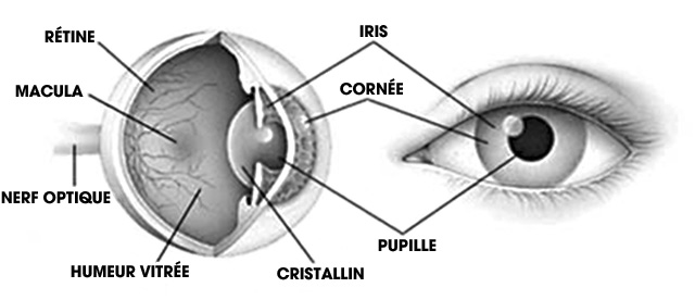 Anatomie Oeil
